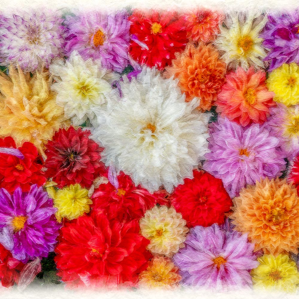 和紙の絵写真 「一面のダリアの花(白大)」 絵画 インテリア アート パネル おしゃれ 風景画 風水 絵 玄関 ジャパンディ 壁 掛け ポスター 和風 和 モダン 秋 花の絵