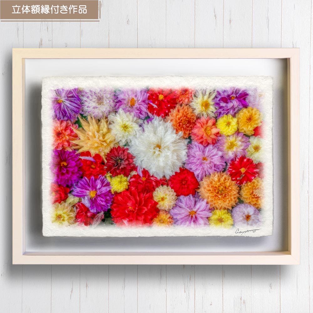 和紙の絵写真 「一面のダリアの花(白大)」 絵画 インテリア アート パネル おしゃれ 風景画 風水 絵 玄関 ジャパンディ 壁 掛け ポスター 和風 和 モダン 秋 花の絵