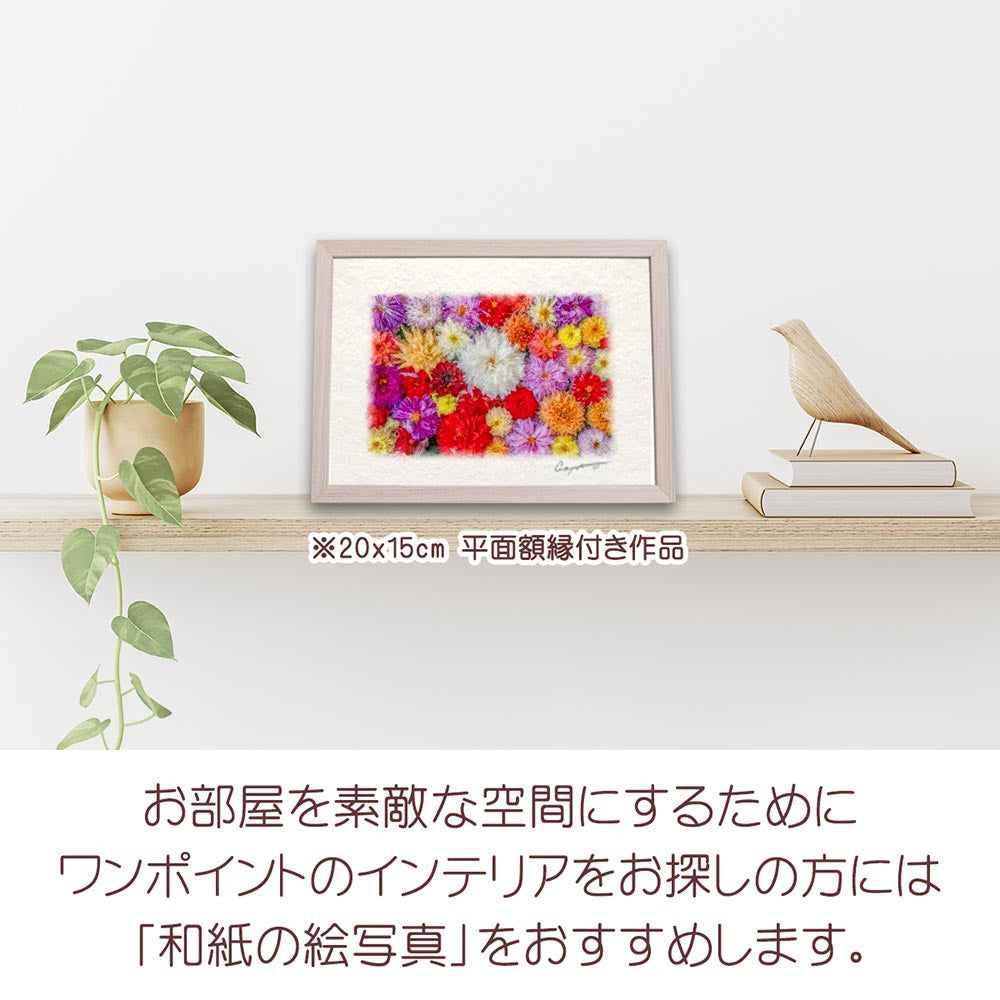 和紙の絵写真 「一面のダリアの花(白大)」 絵画 インテリア アート パネル おしゃれ 風景画 風水 絵 玄関 ジャパンディ 壁 掛け ポスター 和風 和 モダン 秋 花の絵