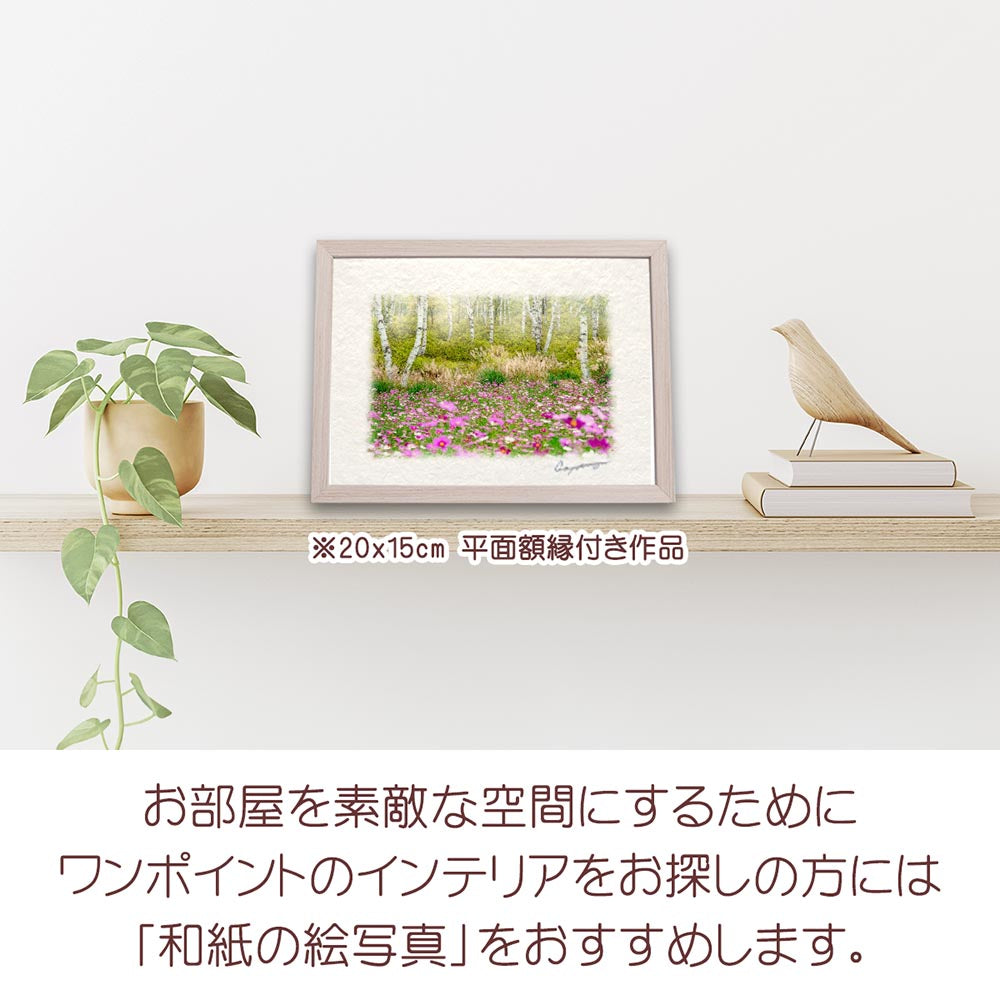 和紙の絵写真 「霧の白樺林とコスモス畑」 絵画 インテリア アート パネル おしゃれ 風景画 風水 絵 玄関 ジャパンディ 壁 掛け ポスター 和風 和 モダン 秋 ピンク 木 森 花の絵