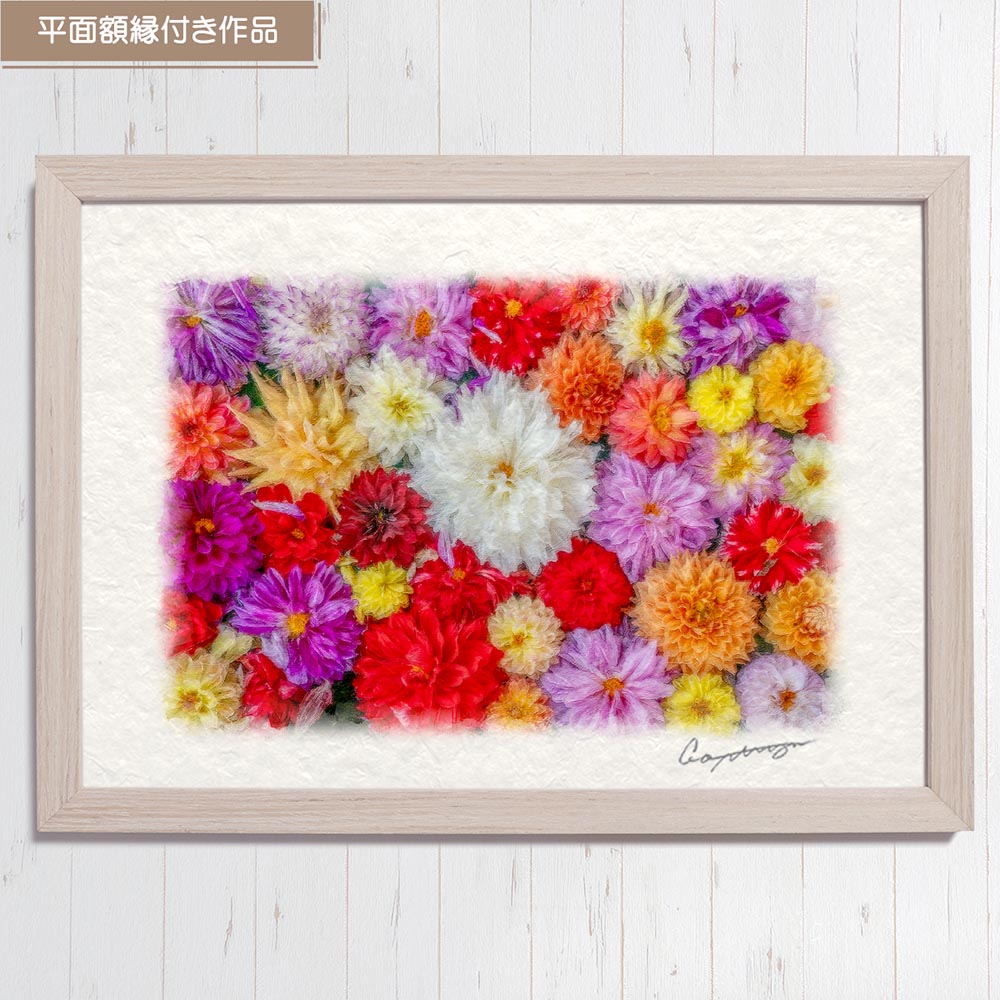 和紙の絵写真 「一面のダリアの花(白大)」 絵画 インテリア アート パネル おしゃれ 風景画 風水 絵 玄関 ジャパンディ 壁 掛け ポスター 和風 和 モダン 秋 花の絵