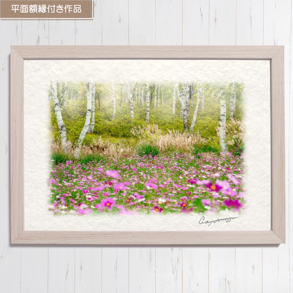 和紙の絵写真 「霧の白樺林とコスモス畑」 絵画 インテリア アート パネル おしゃれ 風景画 風水 絵 玄関 ジャパンディ 壁 掛け ポスター 和風 和 モダン 秋 ピンク 木 森 花の絵