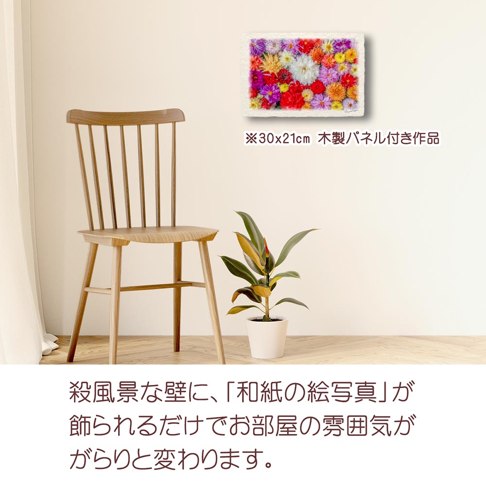 和紙の絵写真 「一面のダリアの花(白大)」 絵画 インテリア アート パネル おしゃれ 風景画 風水 絵 玄関 ジャパンディ 壁 掛け ポスター 和風 和 モダン 秋 花の絵