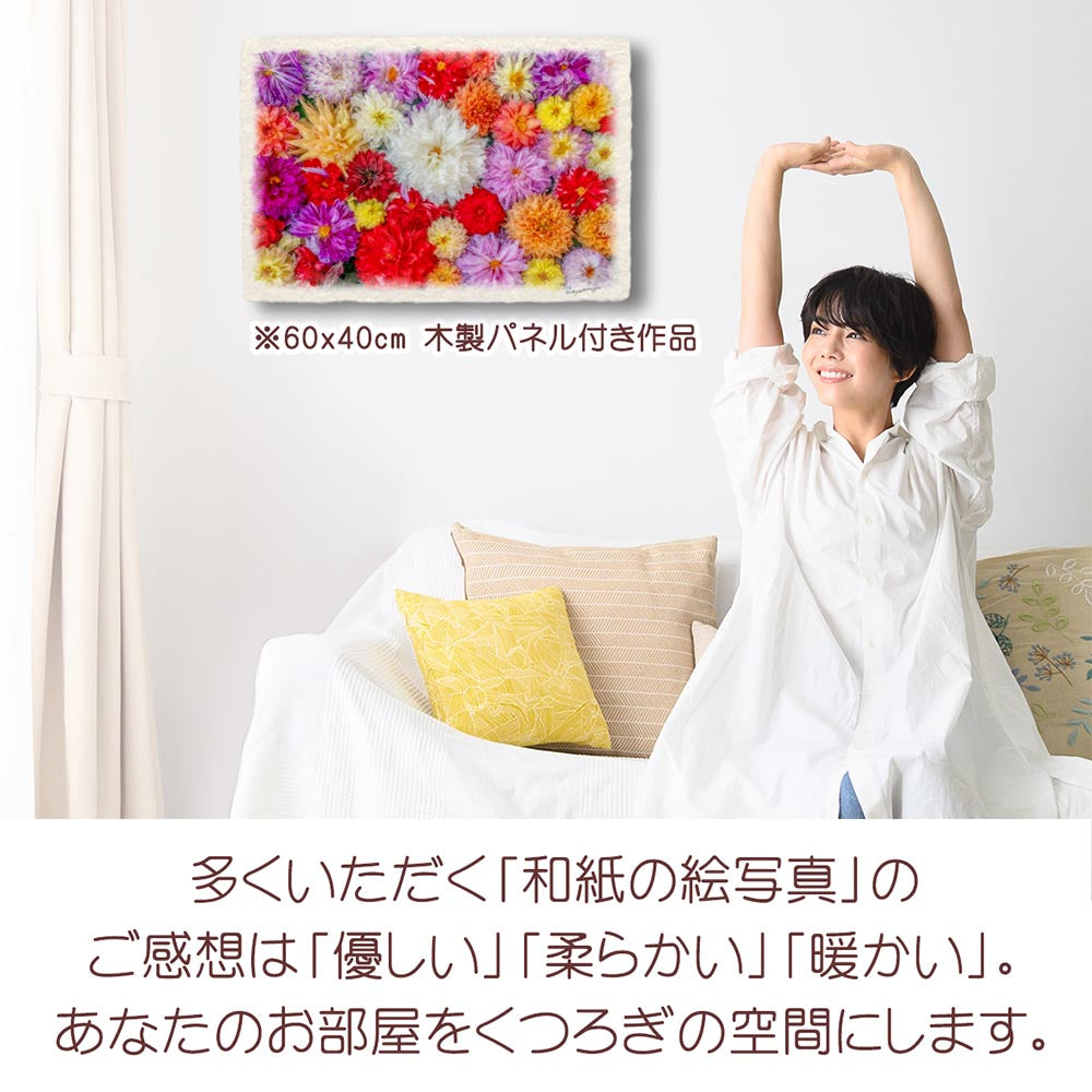 和紙の絵写真 「一面のダリアの花(白大)」 絵画 インテリア アート パネル おしゃれ 風景画 風水 絵 玄関 ジャパンディ 壁 掛け ポスター 和風 和 モダン 秋 花の絵