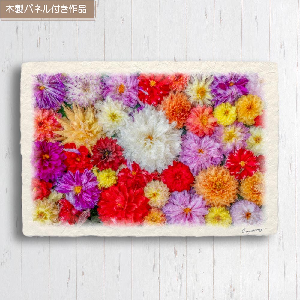 和紙の絵写真 「一面のダリアの花(白大)」 絵画 インテリア アート パネル おしゃれ 風景画 風水 絵 玄関 ジャパンディ 壁 掛け ポスター 和風 和 モダン 秋 花の絵