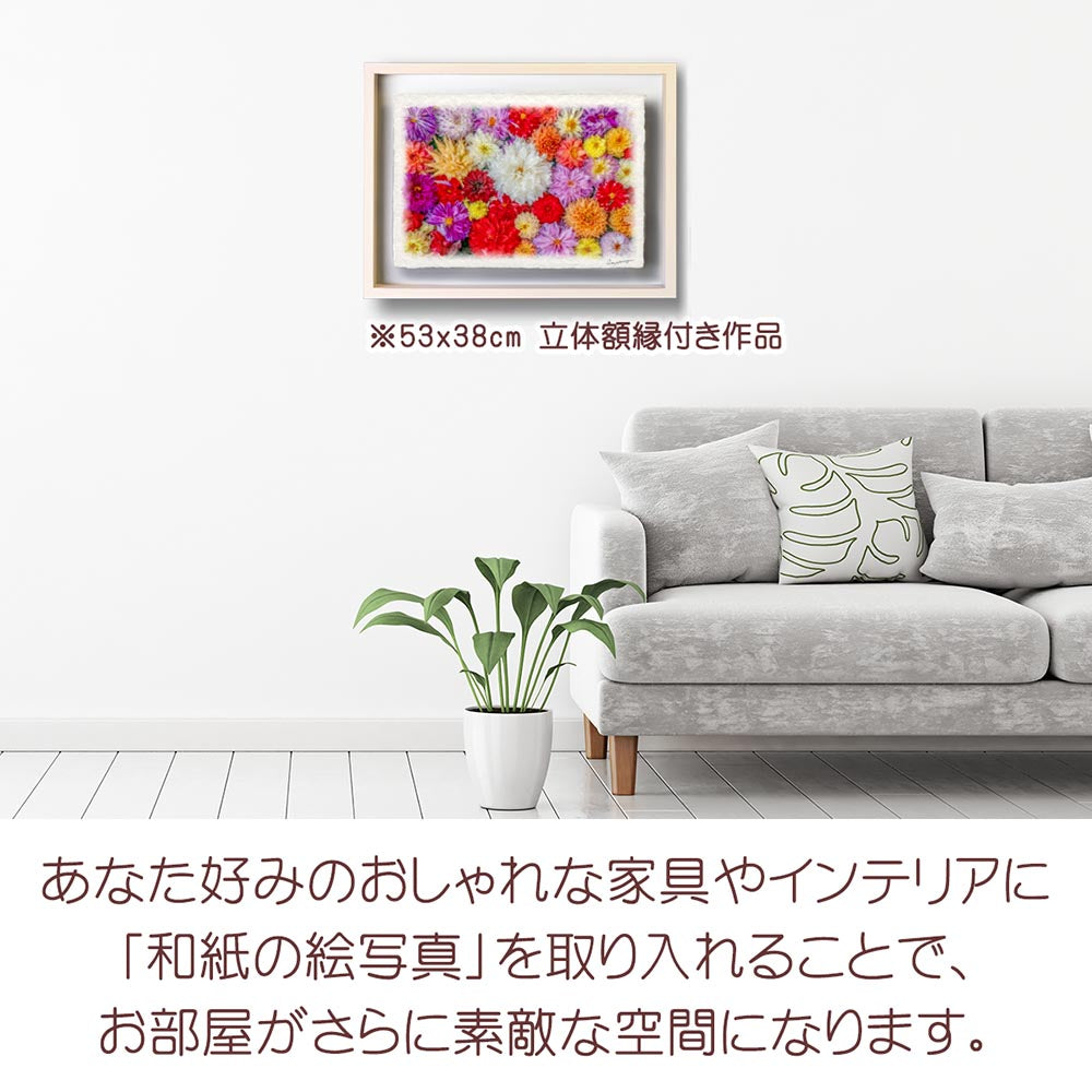 和紙の絵写真 「一面のダリアの花(白大)」 絵画 インテリア アート パネル おしゃれ 風景画 風水 絵 玄関 ジャパンディ 壁 掛け ポスター 和風 和 モダン 秋 花の絵
