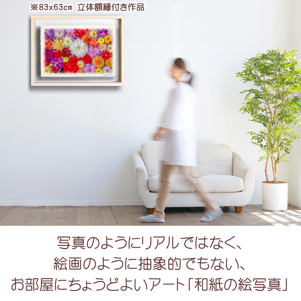 和紙の絵写真 「一面のダリアの花(白大)」 絵画 インテリア アート パネル おしゃれ 風景画 風水 絵 玄関 ジャパンディ 壁 掛け ポスター 和風 和 モダン 秋 花の絵