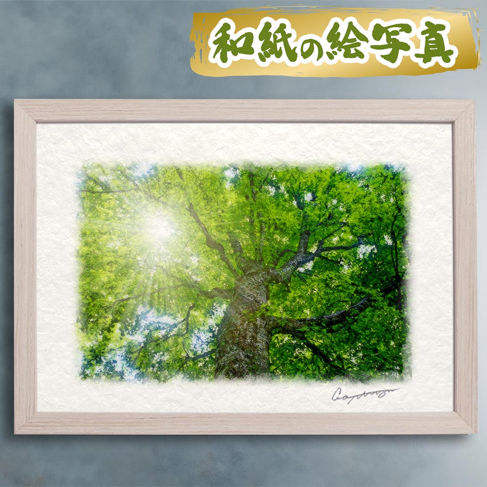 木漏れ日と新緑のブナの大木|和紙の絵写真・玄関に飾ると運気が上がる風水絵画
