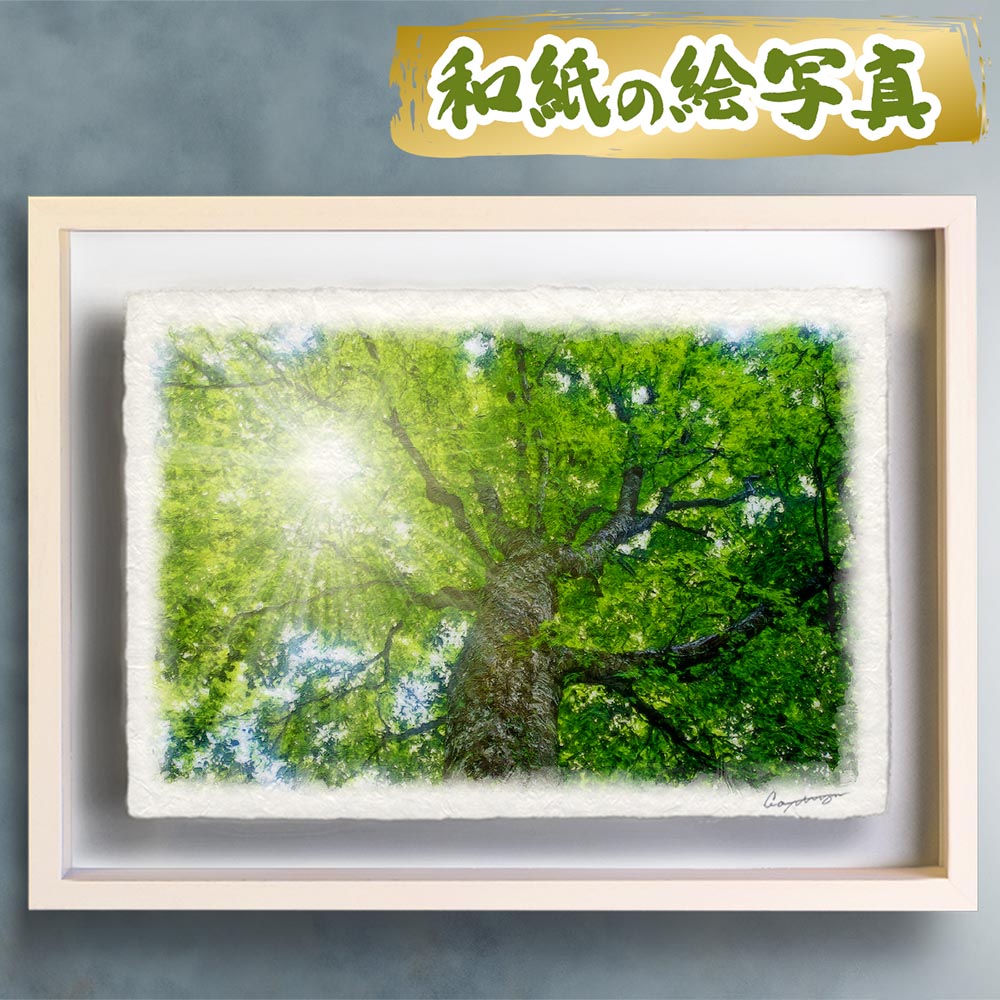 木漏れ日と新緑のブナの大木|和紙の絵写真・玄関に飾ると運気が上がる風水絵画