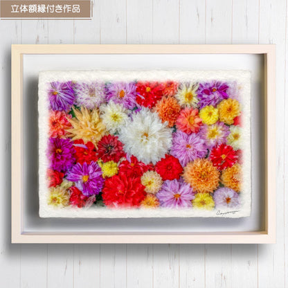 和紙の絵写真 「一面のダリアの花(白大)」 絵画 インテリア アート パネル おしゃれ 風景画 風水 絵 玄関 ジャパンディ 壁 掛け ポスター 和風 和 モダン 秋 花の絵