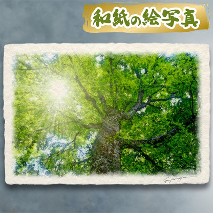 木漏れ日と新緑のブナの大木｜和紙の絵写真・玄関に飾ると運気が上がる風水絵画
