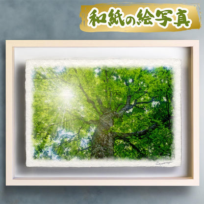 木漏れ日と新緑のブナの大木｜和紙の絵写真・玄関に飾ると運気が上がる風水絵画